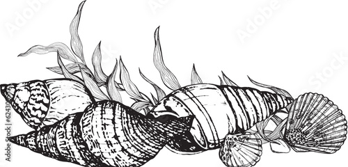 Sea composition banner from algae molluscs shells. Black and white hand-drawn graphics translated into vector. 