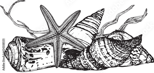 Marine composition banner of algae shells, snags, starfish. Black and white hand-drawn graphics translated into vector