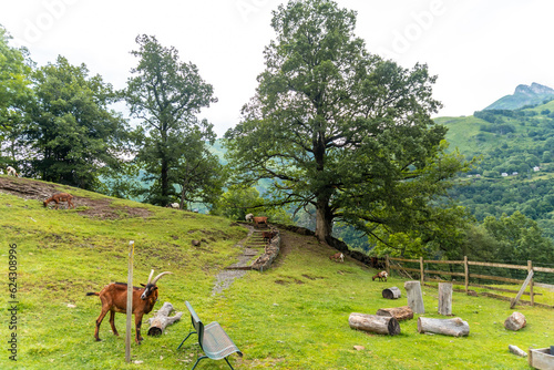 Footpath in the Borce municipality of the French Pyrenees full of animals photo