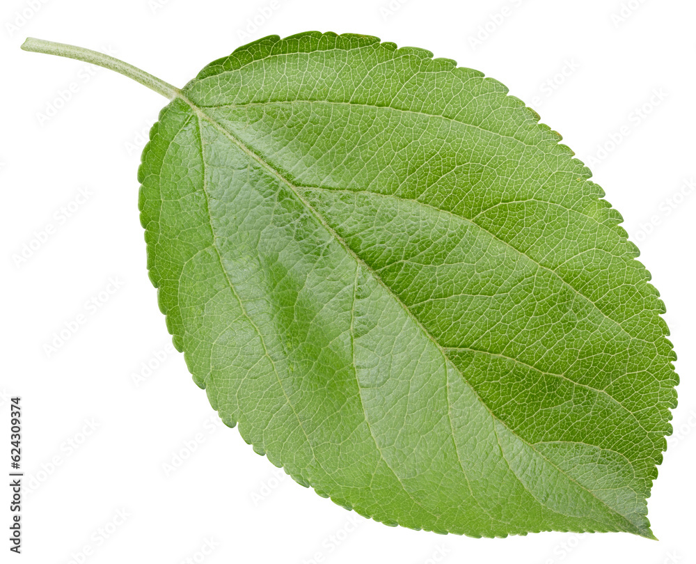 Fototapeta premium Apple leaves isolated on white