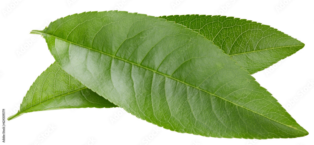 Obraz premium Pe achleaves isolated on white