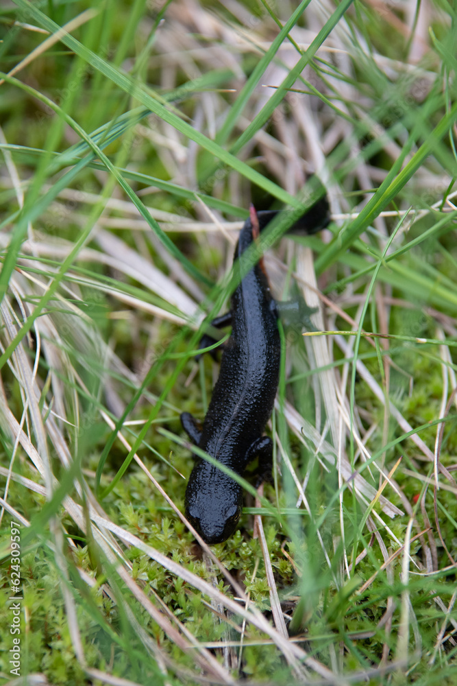 Triton alpestre Triton alpestre