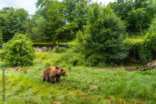 A brown bear in a park in the municipality of Borce in the French Pyrenees photo