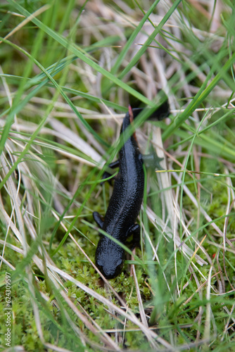 Triton alpestre  © Samuel