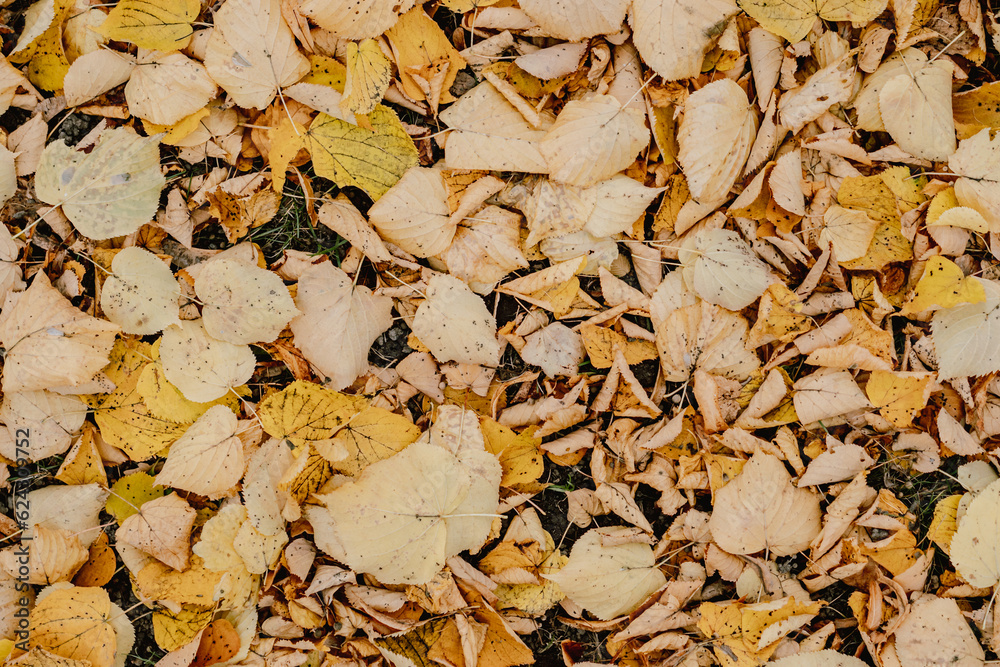 yellow fallen leaves on ground in park. Fall concept yellow fallen leaves on ground in park. Fall concept