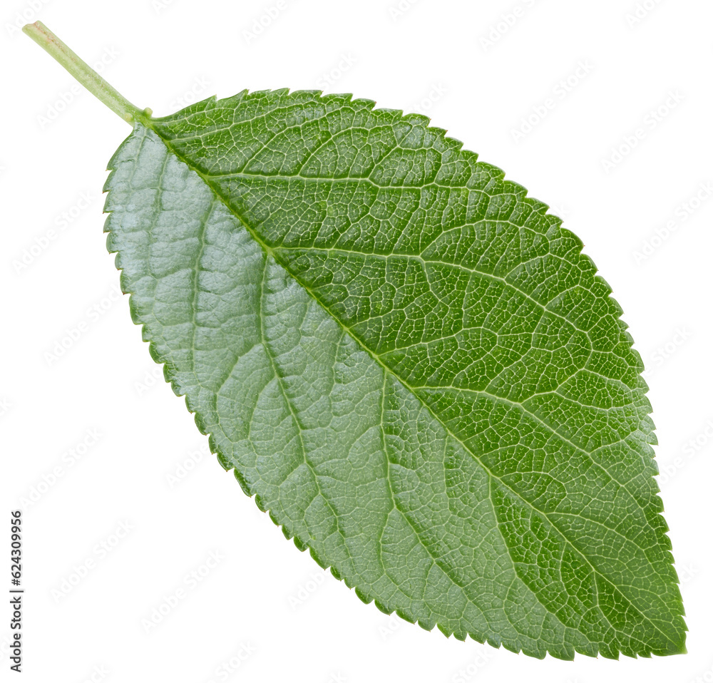 Obraz premium Plum leaves isolated on white