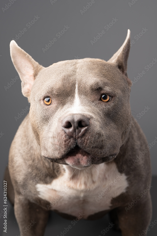 American Bully dog on the grey background