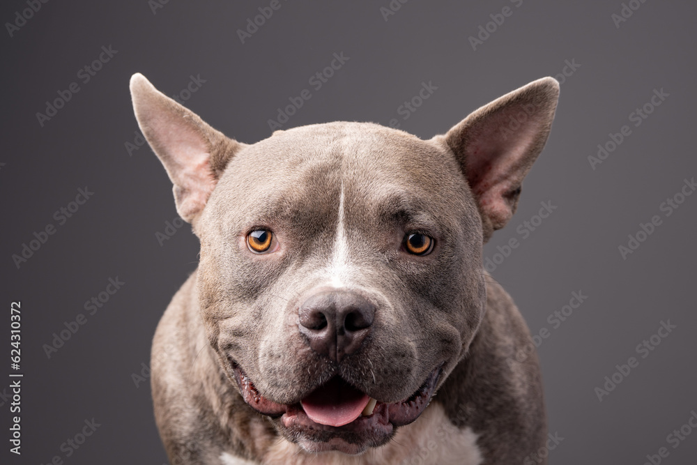 American Bully dog on the grey background