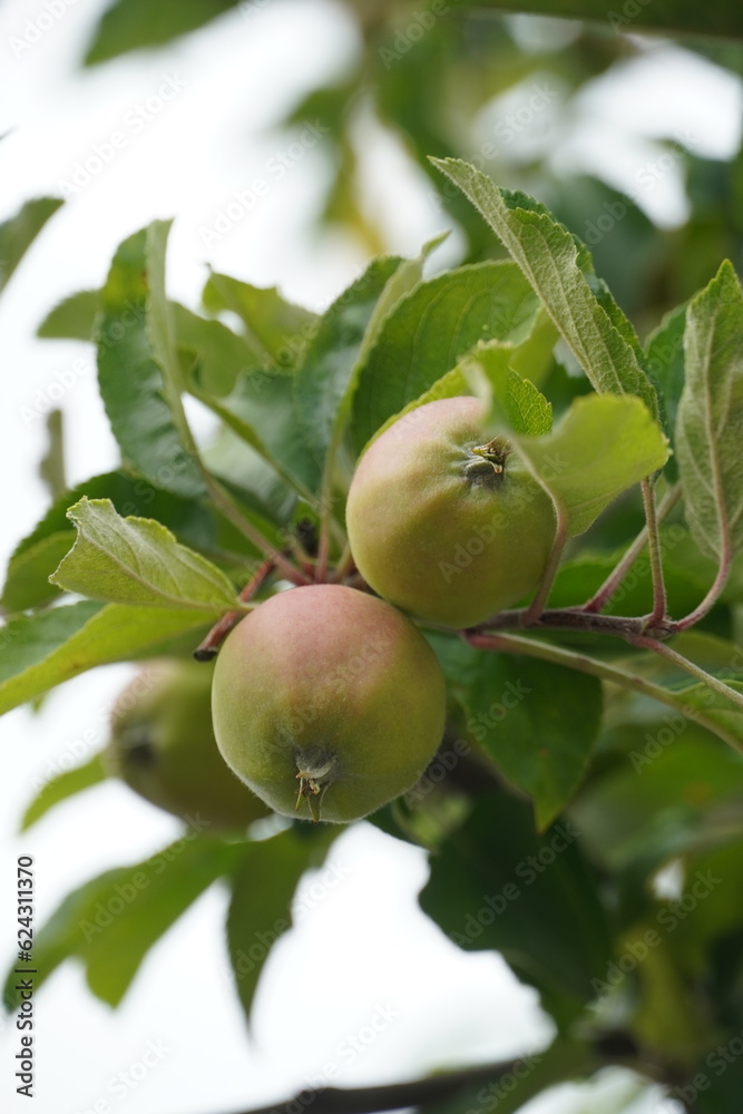 green apple on tree