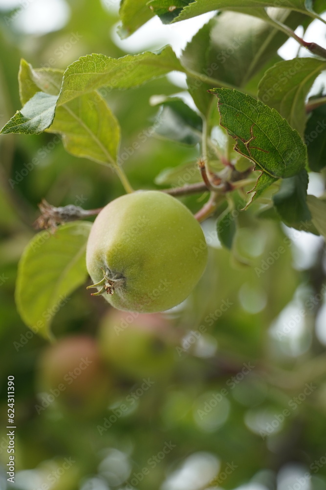 green apples on a tree