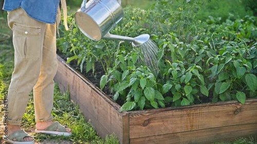 Woman watering a vegetable bed with a watering can