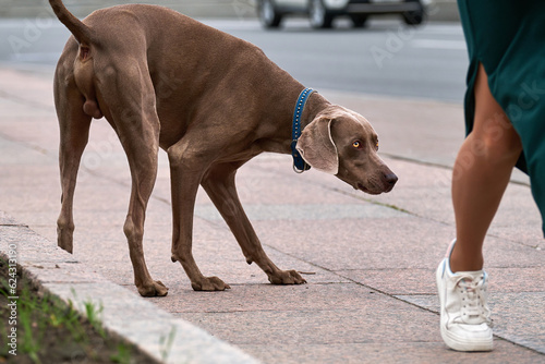 A curious cable looks under the skirt of a stranger on the street. The dog shows interest in the girl outdoors.