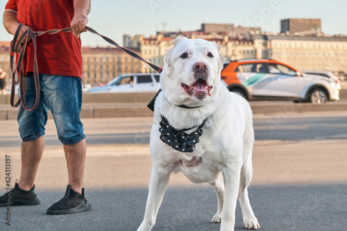 The owner keeps a large white guard dog on a leash. Alabai on a walk around the city. photo