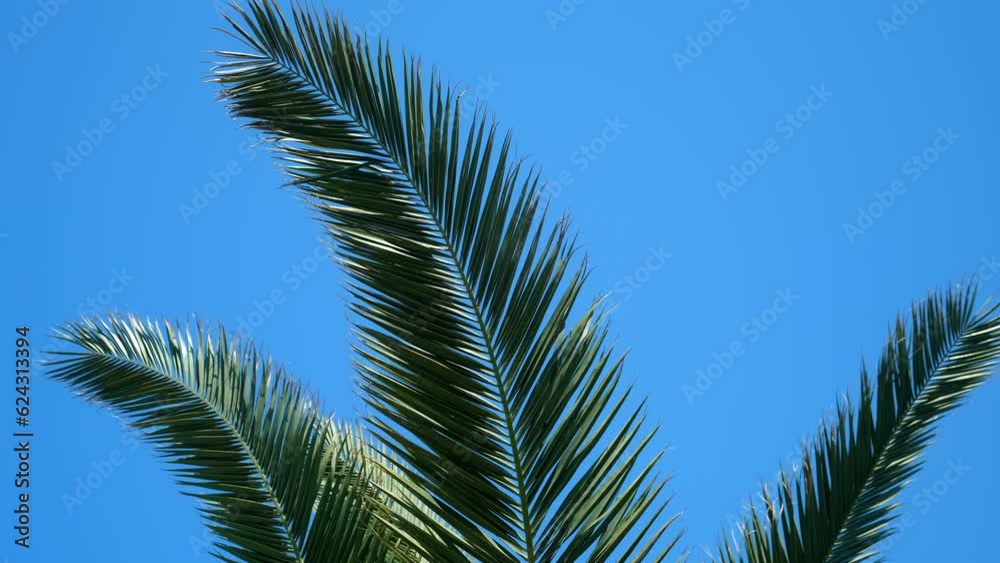 Nature background with huge palm tree leaves on clear blue sky in sunny day. Tropical plant with leaves swaying in wind. Travel, tourism, advertisement banner, tropic lifestyle, rest relax concept. Nature background with huge palm tree leaves on clear blue sky in sunny day. Tropical plant with leaves swaying in wind. Travel, tourism, advertisement banner, tropic lifestyle, rest relax concept.