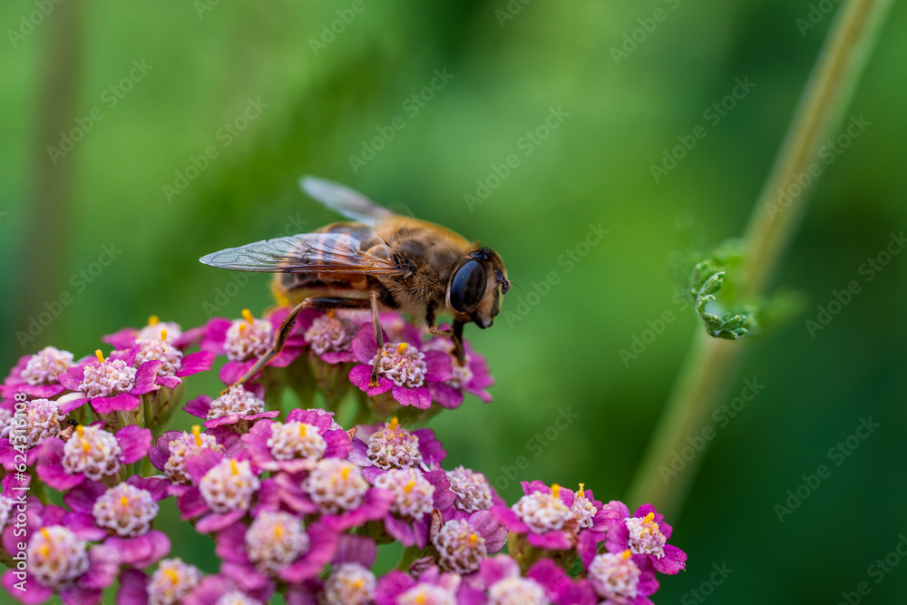 Beautiful Lavender angustifolia, lavandula in sunlight in herb garden with honey bee insect Beautiful Lavender angustifolia, lavandula in sunlight in herb garden with honey bee insect