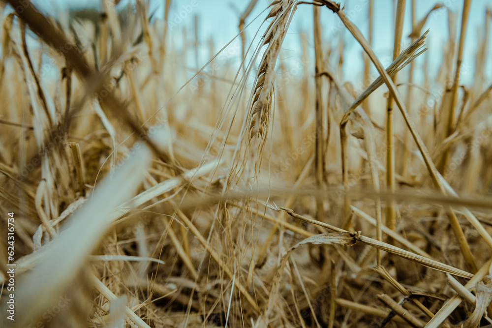 Fototapeta premium reeds in the wind