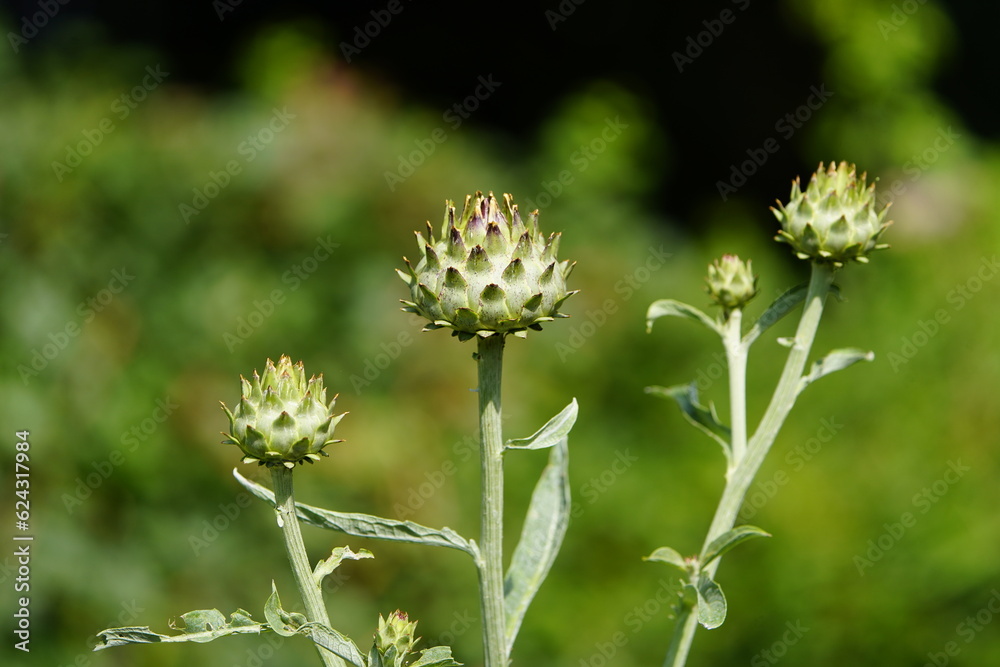 Silybum marianum is a species of thistle. It has various common names including milk thistle, blessed milkthistle. Asteraceae family. Silybum marianum is a species of thistle. It has various common names including milk thistle, blessed milkthistle. Asteraceae family.