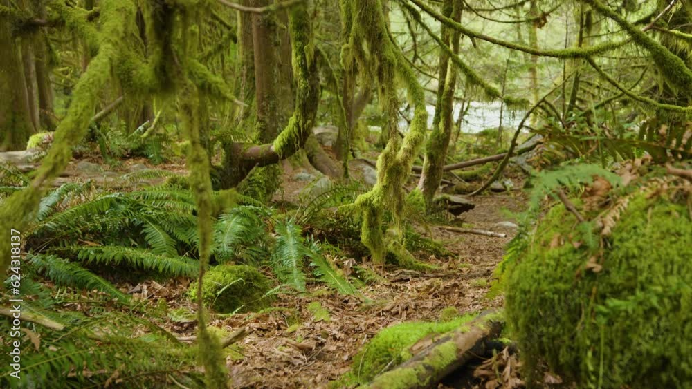 Dolly shot of moss covered forest in Canada, serene scene Dolly shot of moss covered forest in Canada, serene scene
