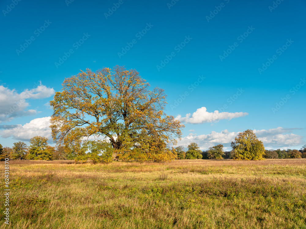 Autumn Landscape with Oak Trees under blue sky