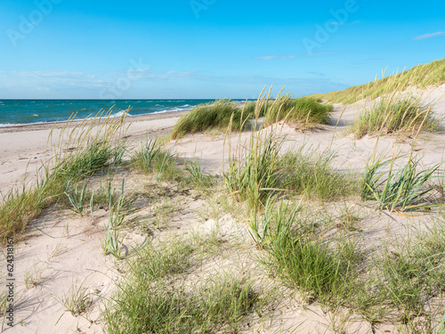 D  nen mit Strandgras am unber  hrten wei  en Strand der Ostsee  Halbinsel Dar    Nationalpark Vorpommersche Boddenlandschaft