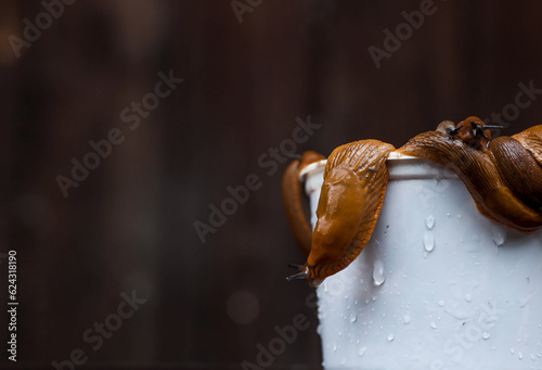 Close-up of the Spanish slug Arion lusitanicus in a bucket. Big slimy brown snails crawling around the garden. The invasion damages the leaves and crops. Collection of invasive species. © Юлия Клюева