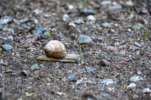 Closeup of Roman snail on gravel road