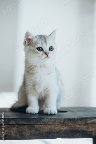 Small cat. Beautiful and cute little kitten.