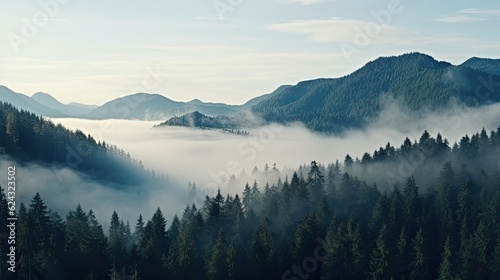 Tall trees in the forest in the mountains covered with the fog © Media Srock