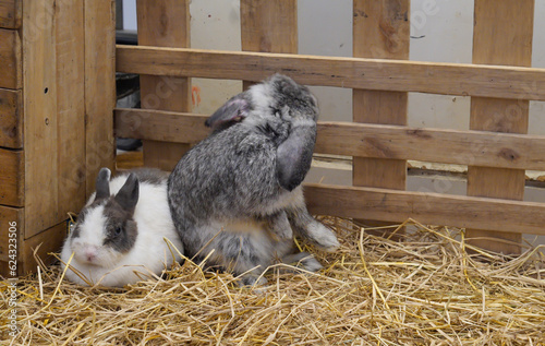 Two rabbits sitting on the haystack in the farm