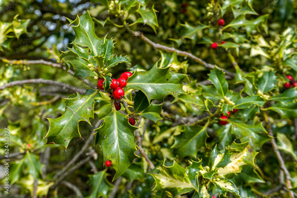 berries on a tree