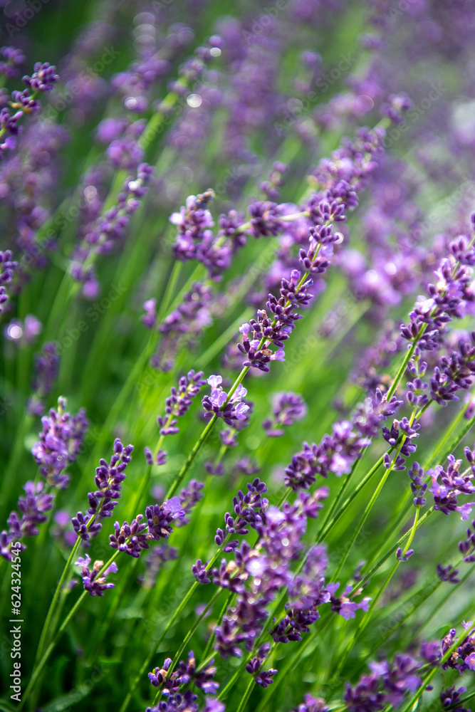Fototapeta premium izolowane kwiaty lawendy