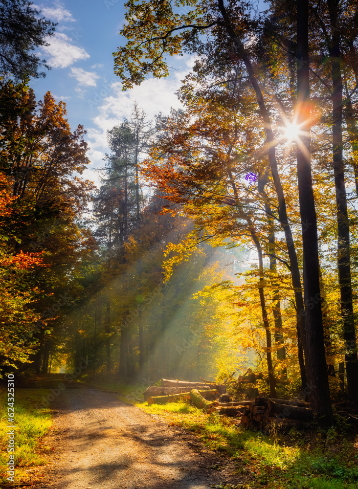 autumn forest in the morning