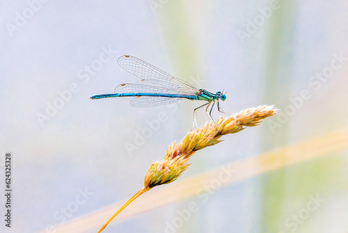 dragonfly on a twig