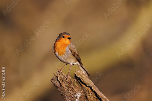 robin on branch © Hans-Peter Ilge