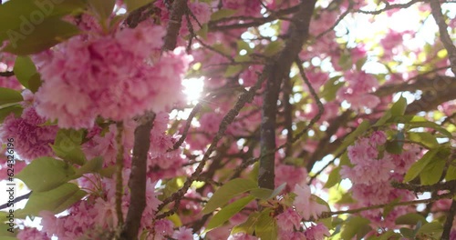 Pan footage of the interior foliage of a Japanese cherry or Sakura (Prunus serrulata). Slow shot. Parc de Sceaux in Paris (France) during spring.     photo