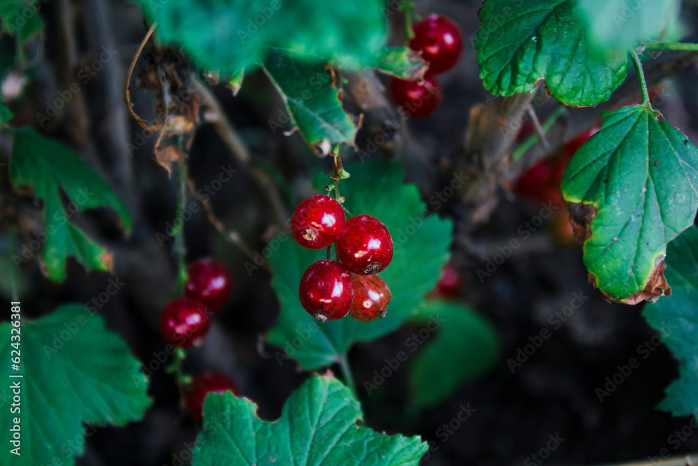 Obraz premium red berries of a currant