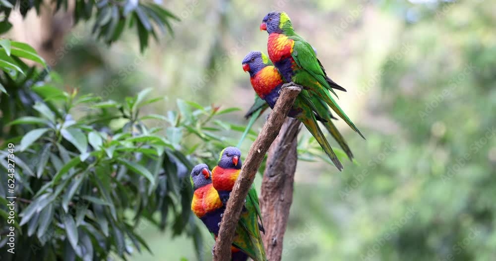 Australian Rainbow Lorikeets in native natural habitat