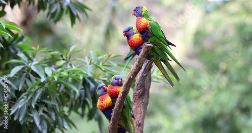 Australian Rainbow Lorikeets in native natural habitat