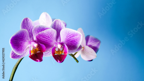 Violette Schmetterlingsorchideenbl  ten vor blauem Hintergrund