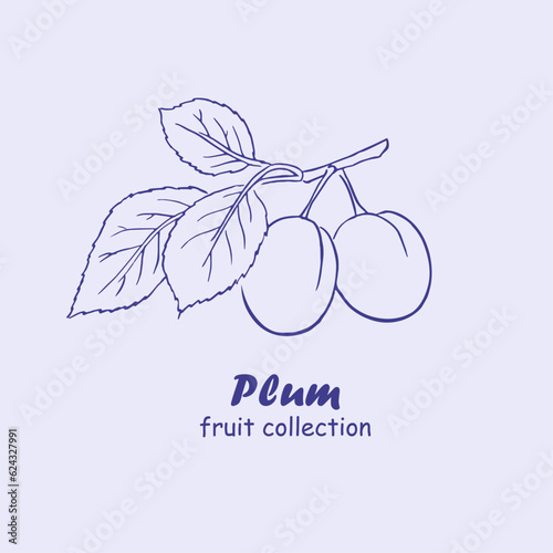 Plum, fruits , logo, plum branch , plums , doodle ,line art, sketch, drawing, illustration, plums and leaves, package logo