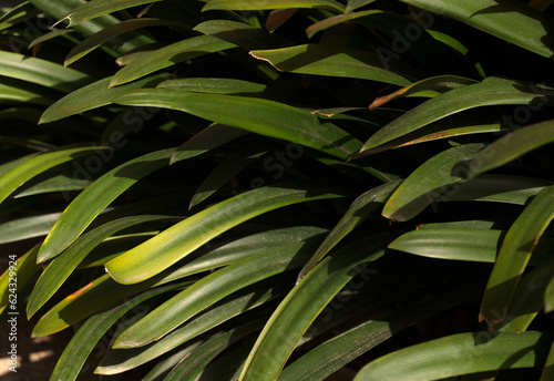 Closeup shot of Clivia miniata tropical leaves. 