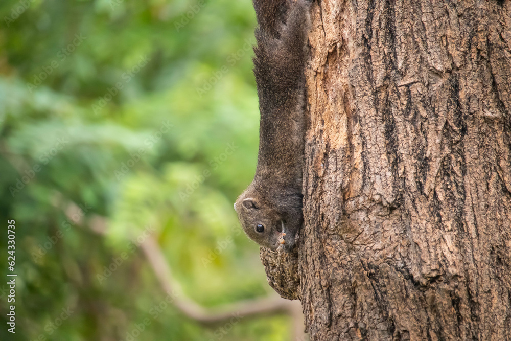 Close up squirrel climbing on the tree Close up squirrel climbing on the tree