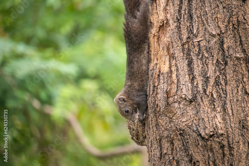Close up squirrel climbing on the tree photo