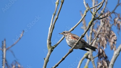 Redwing (Turdus iliacus) adult perched on a branch before flying away. Kent, UK ([Slow motion - x5]