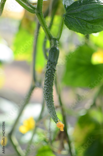 Close-up of a young cucumber seedling grown in a greenhouse.  Work related to agriculture, vegetable production. キュウリの子供