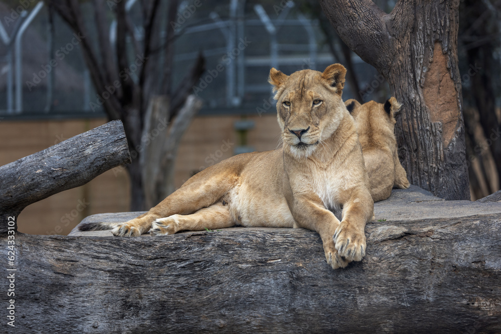 Lioness (Panthera leo) resting over a tree log with a lion cub in the background. Lioness (Panthera leo) resting over a tree log with a lion cub in the background.