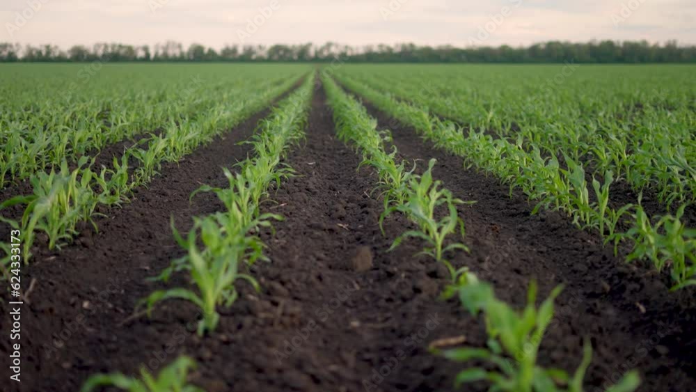 agriculture corn. green young sprouts of corn in black soil on an agricultural field. business a agriculture concept. camera movement across a field with green lifestyle corn sprouts agriculture corn. green young sprouts of corn in black soil on an agricultural field. business a agriculture concept. camera movement across a field with green lifestyle corn sprouts