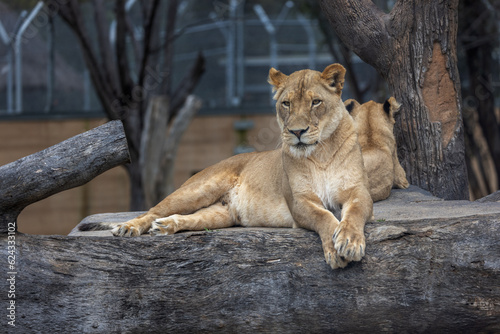 Lioness  Panthera leo  resting over a tree log with a lion cub in the background. 
