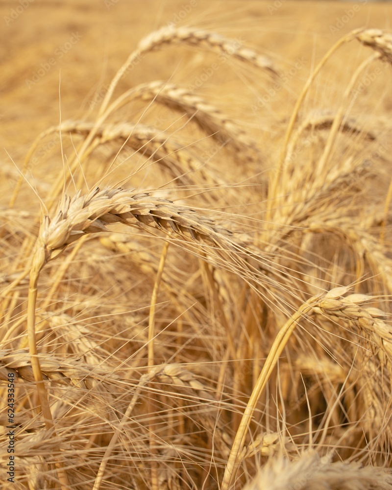 Golden ears of wheat on the background of a wheat field. Shallow depth of field Golden ears of wheat on the background of a wheat field. Shallow depth of field