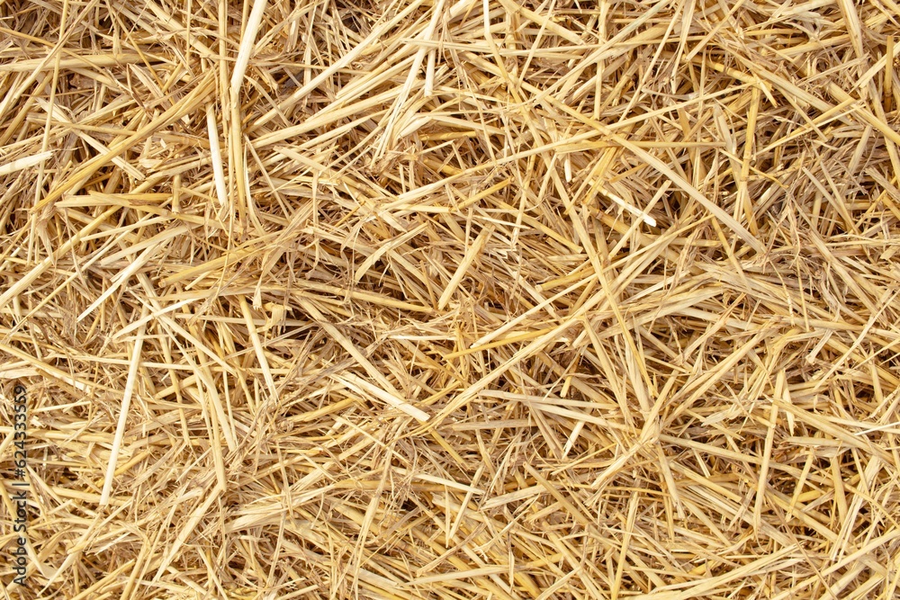Wheat dry straw texture background, beveled wheat, cereal crops, top view